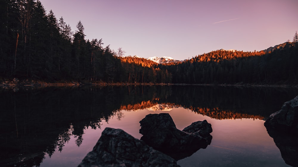 a body of water surrounded by a forest