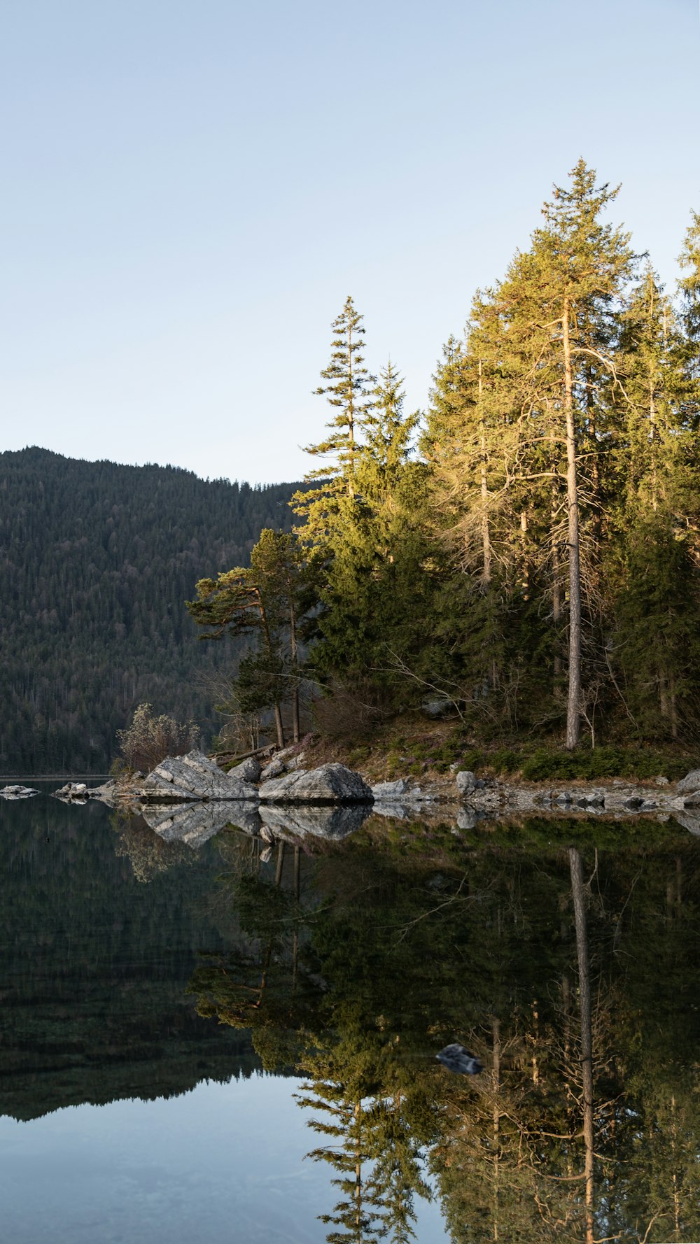 a body of water surrounded by a forest