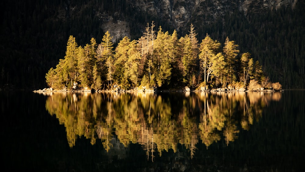 a body of water surrounded by a forest