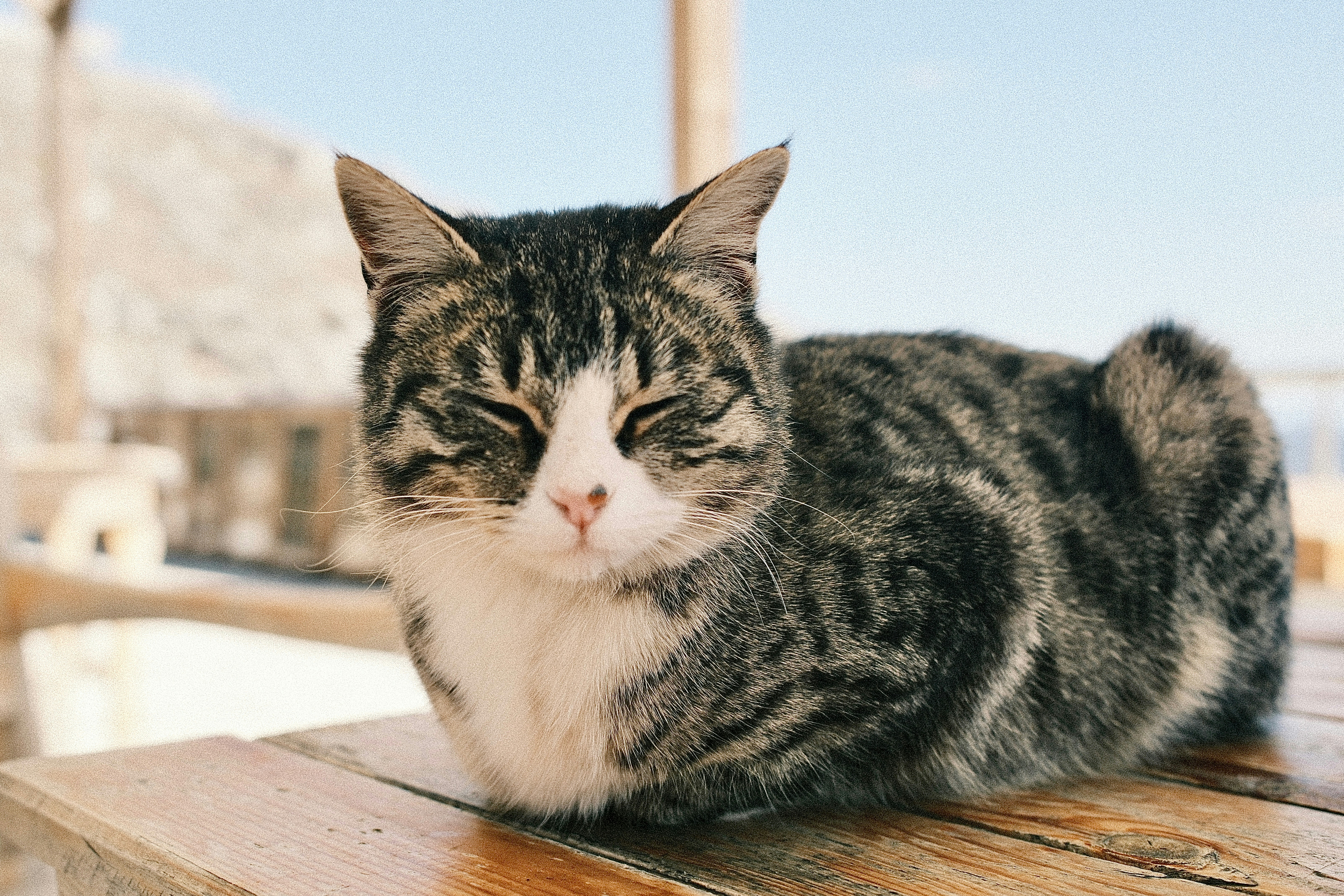 a cat that is laying down on a table