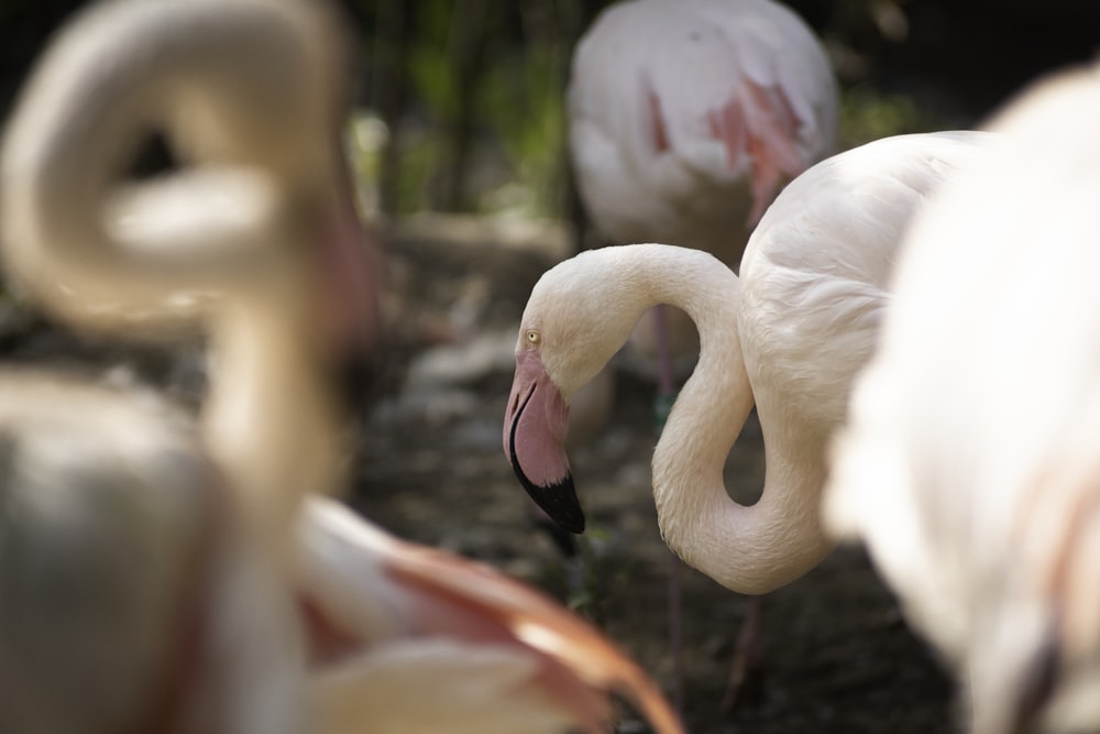 a group of flamingos standing next to each other