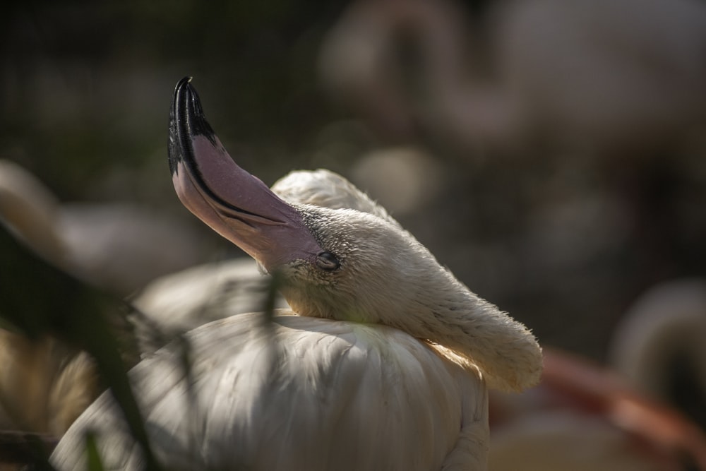 a close up of a white bird with a long beak