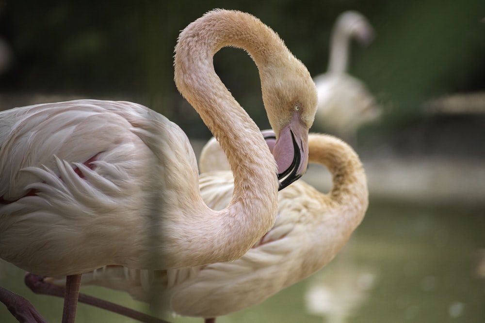 a couple of flamingos standing next to each other