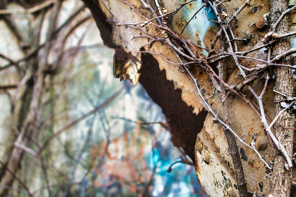 a tree that has some branches growing out of it