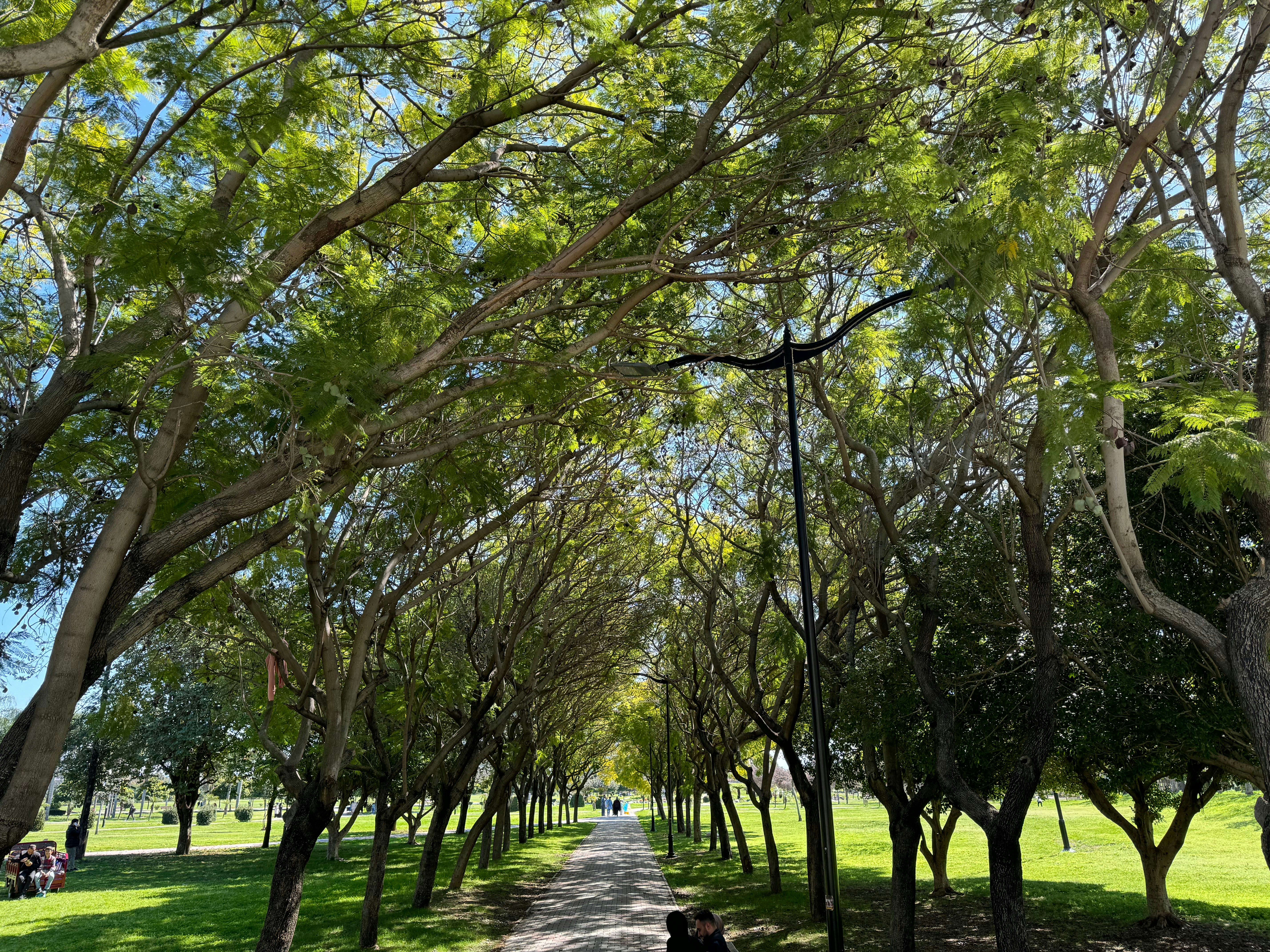 a person sitting on a bench under a canopy of trees