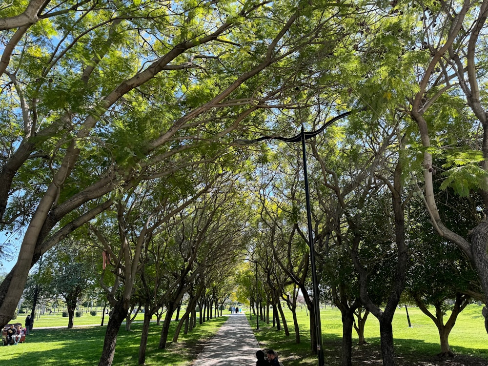 a person sitting on a bench under a canopy of trees