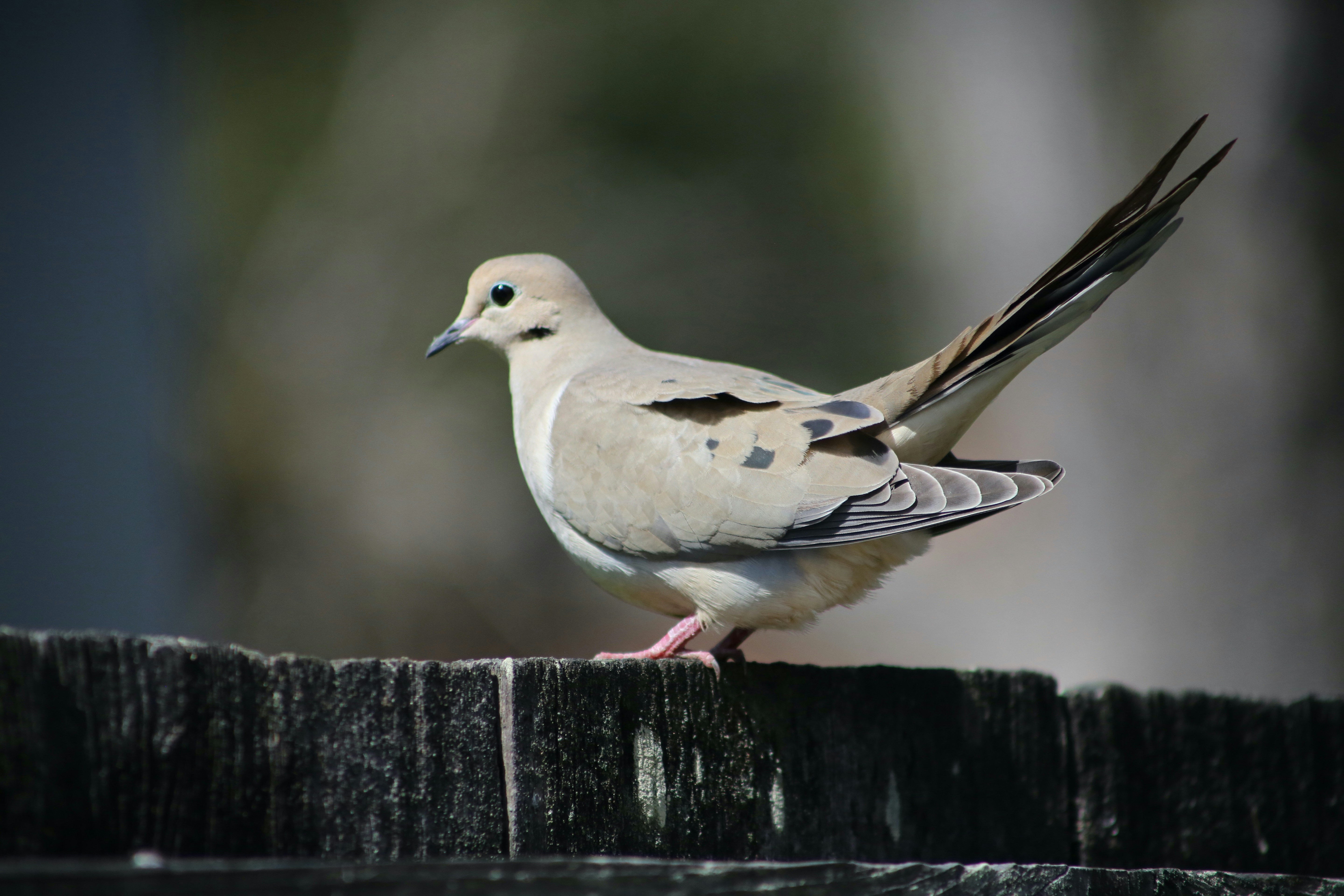 Lonesome Dove: 25 Gus McCrae Quotes That Sting & Heal