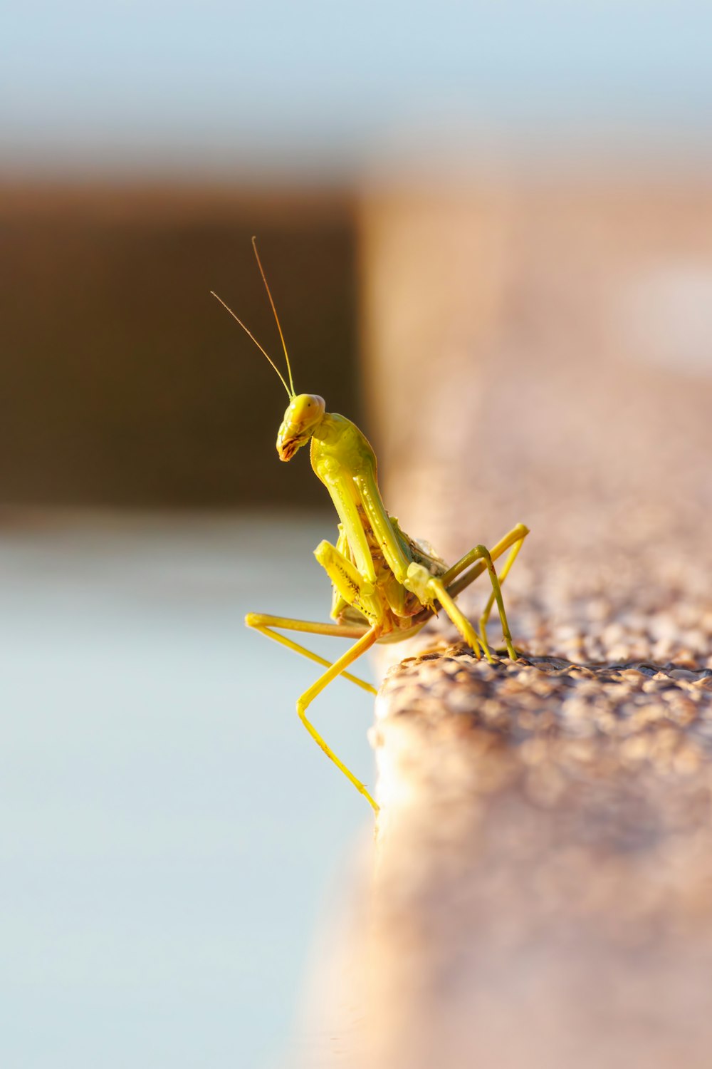 a close up of a praying mantissa on the ground