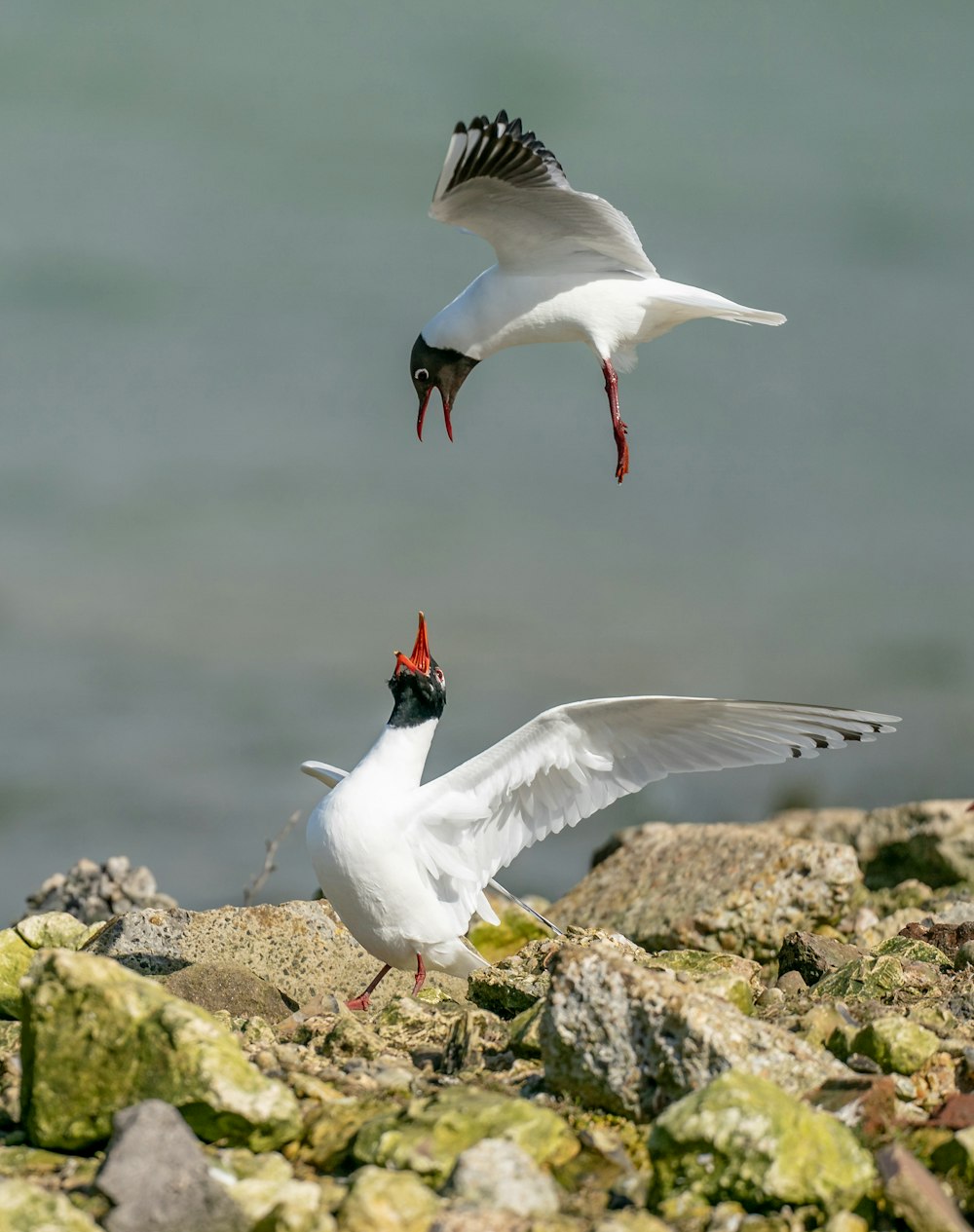 ein paar Vögel, die auf einigen Felsen stehen