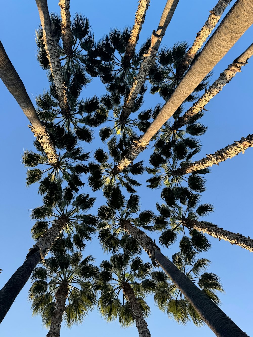 a group of palm trees with a blue sky in the background