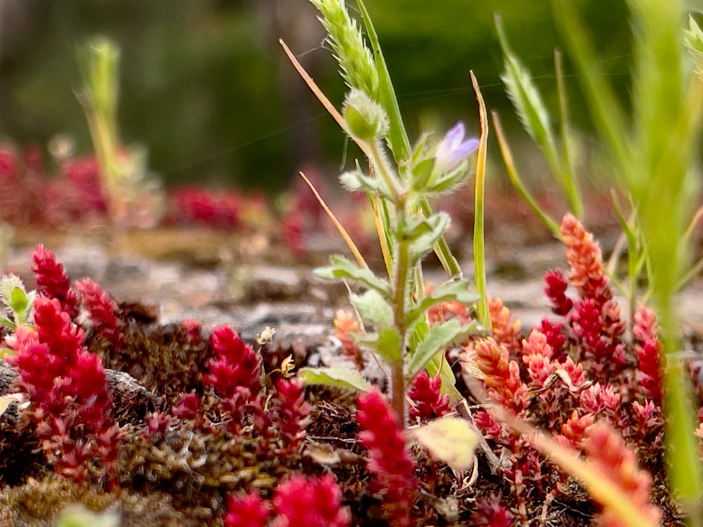 a close up of some plants and dirt