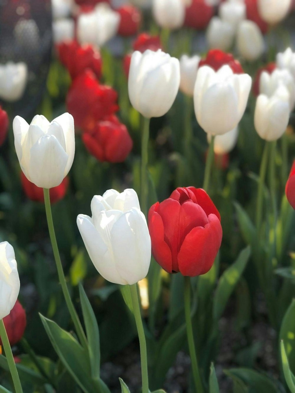 a bunch of red and white tulips in a garden
