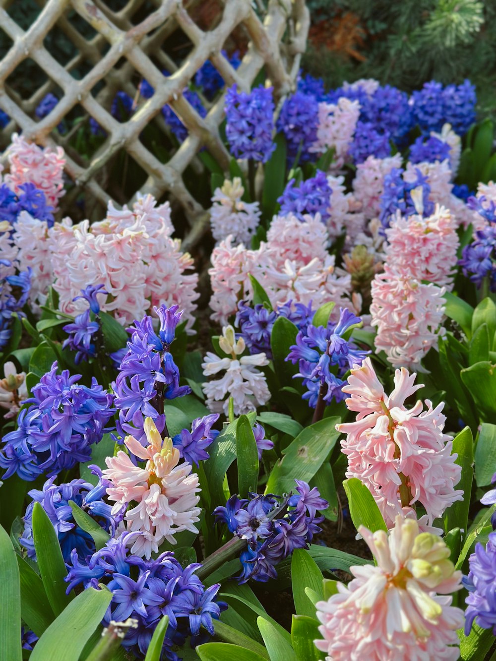 a garden filled with lots of purple and white flowers