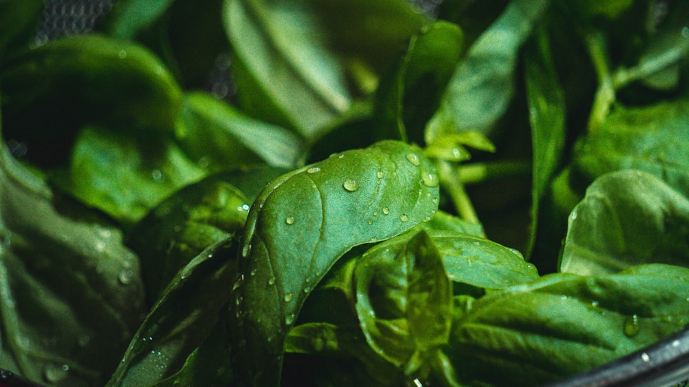 a close up of a bowl of spinach leaves