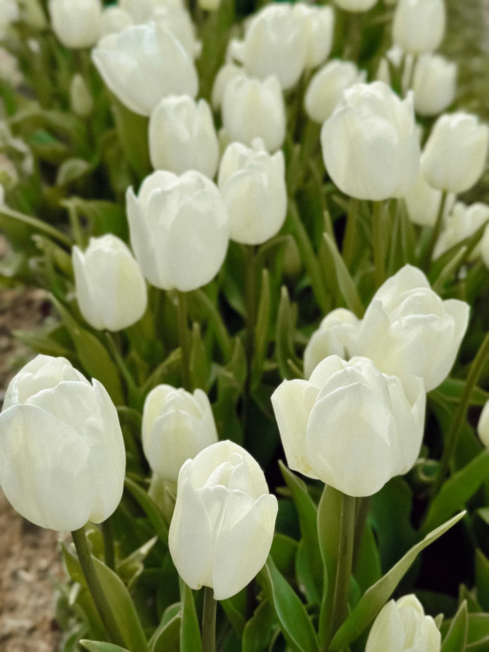 a bunch of white tulips in a garden