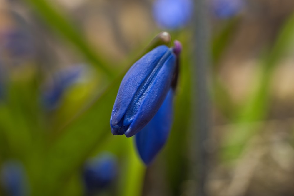 a close up of a blue flower with green leaves