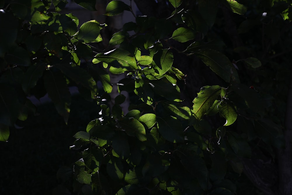 the leaves of a tree in the sunlight