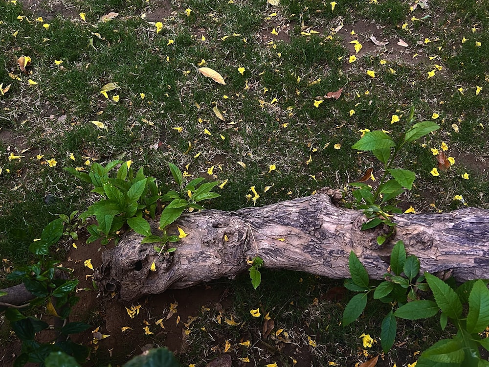 a fallen tree branch laying on the ground