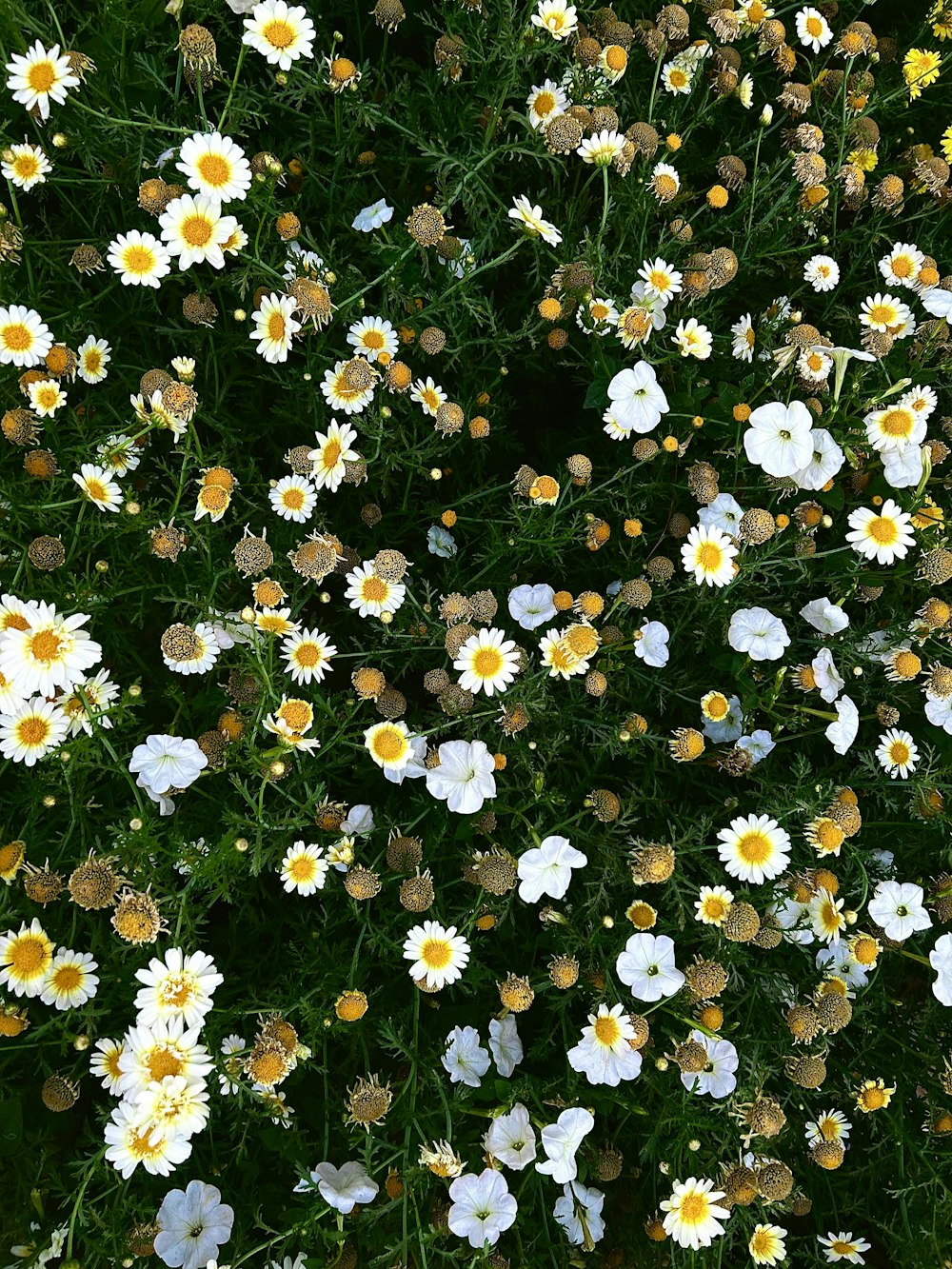 un champ plein de fleurs blanches et jaunes