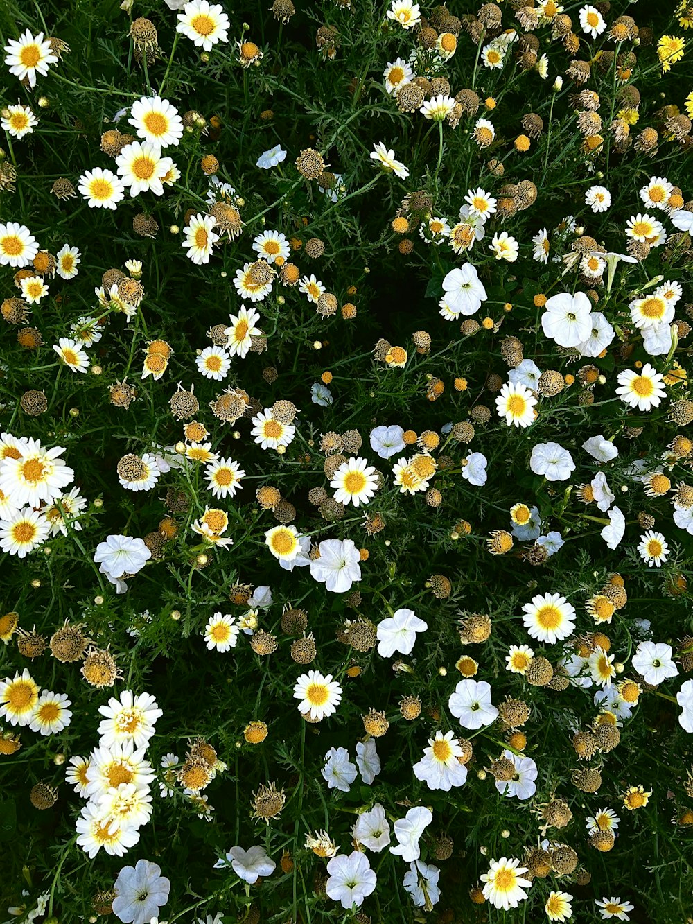 a field full of white and yellow flowers