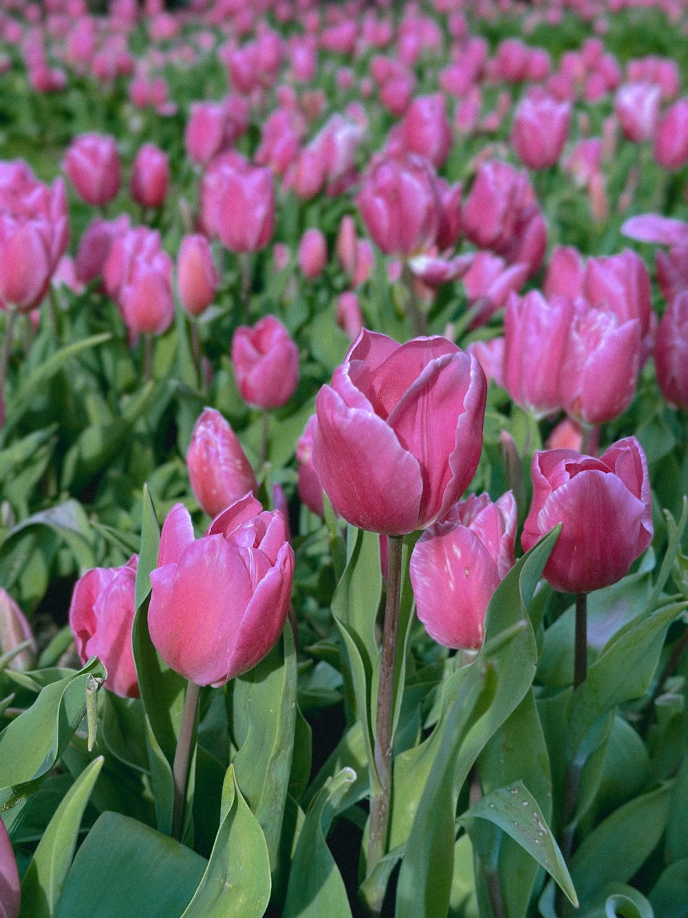 a field of pink tulips with green leaves