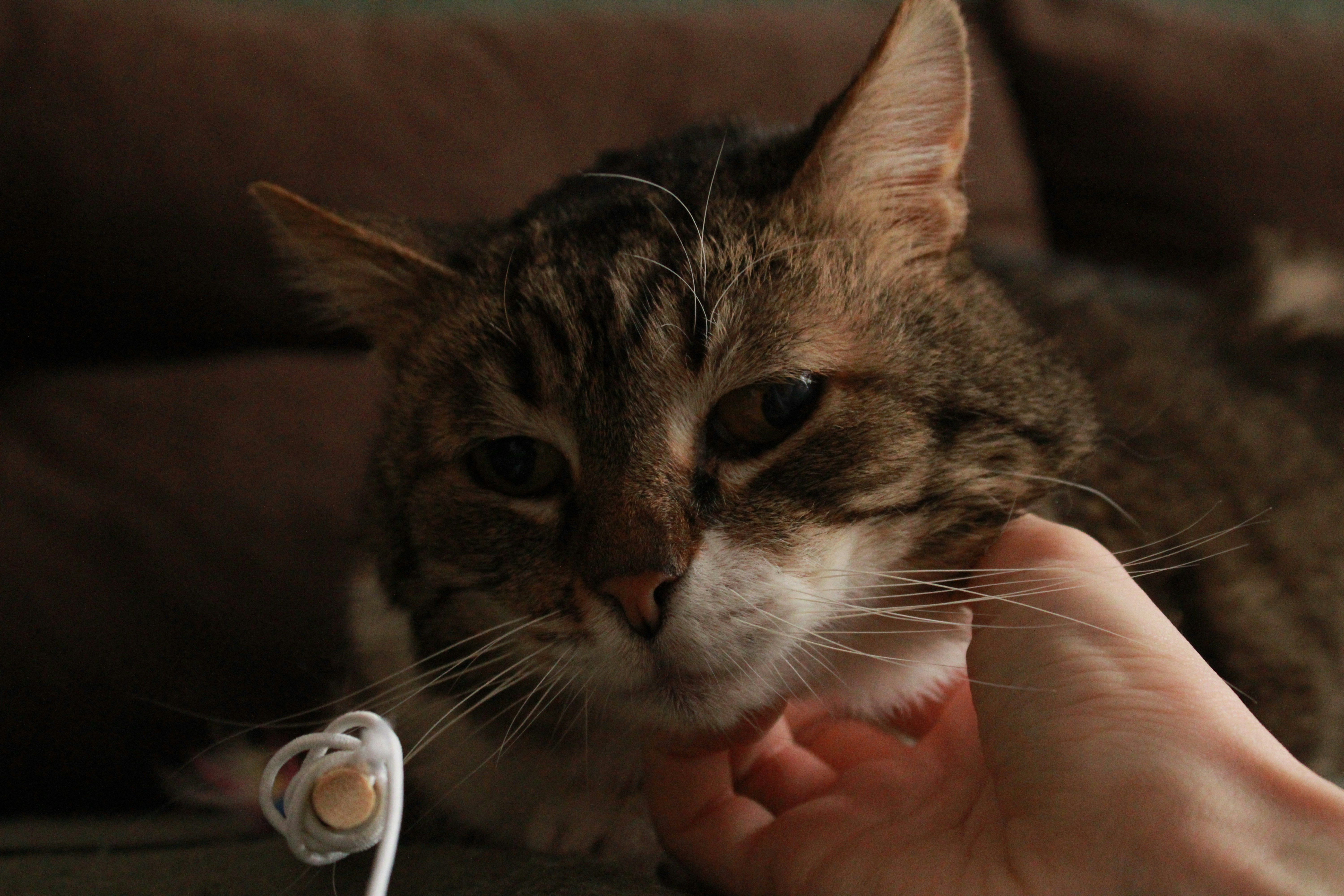 How to Check Your Cats Temperature Safely at Home