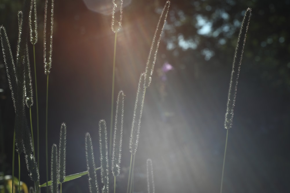 a close up of a plant with water droplets on it