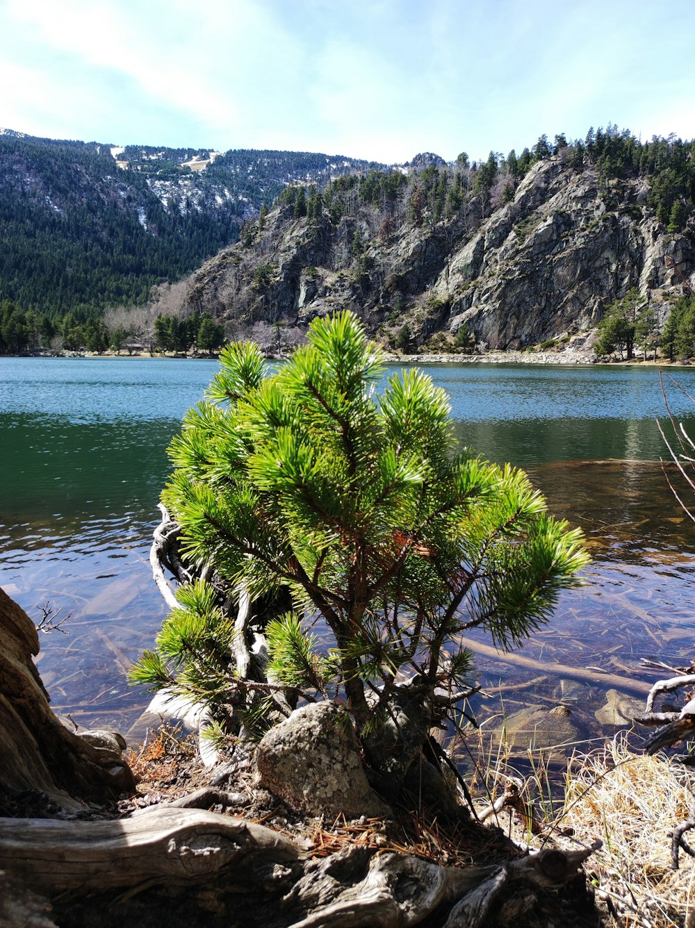 a small pine tree sitting on the shore of a lake