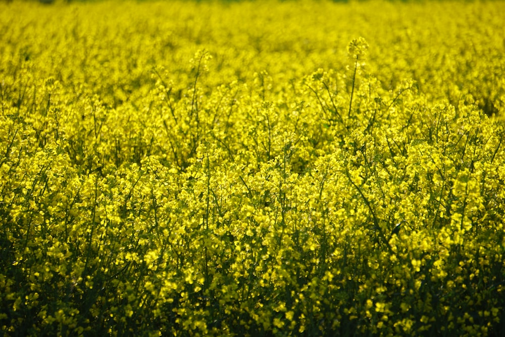 a field full of yellow flowers with trees in the background