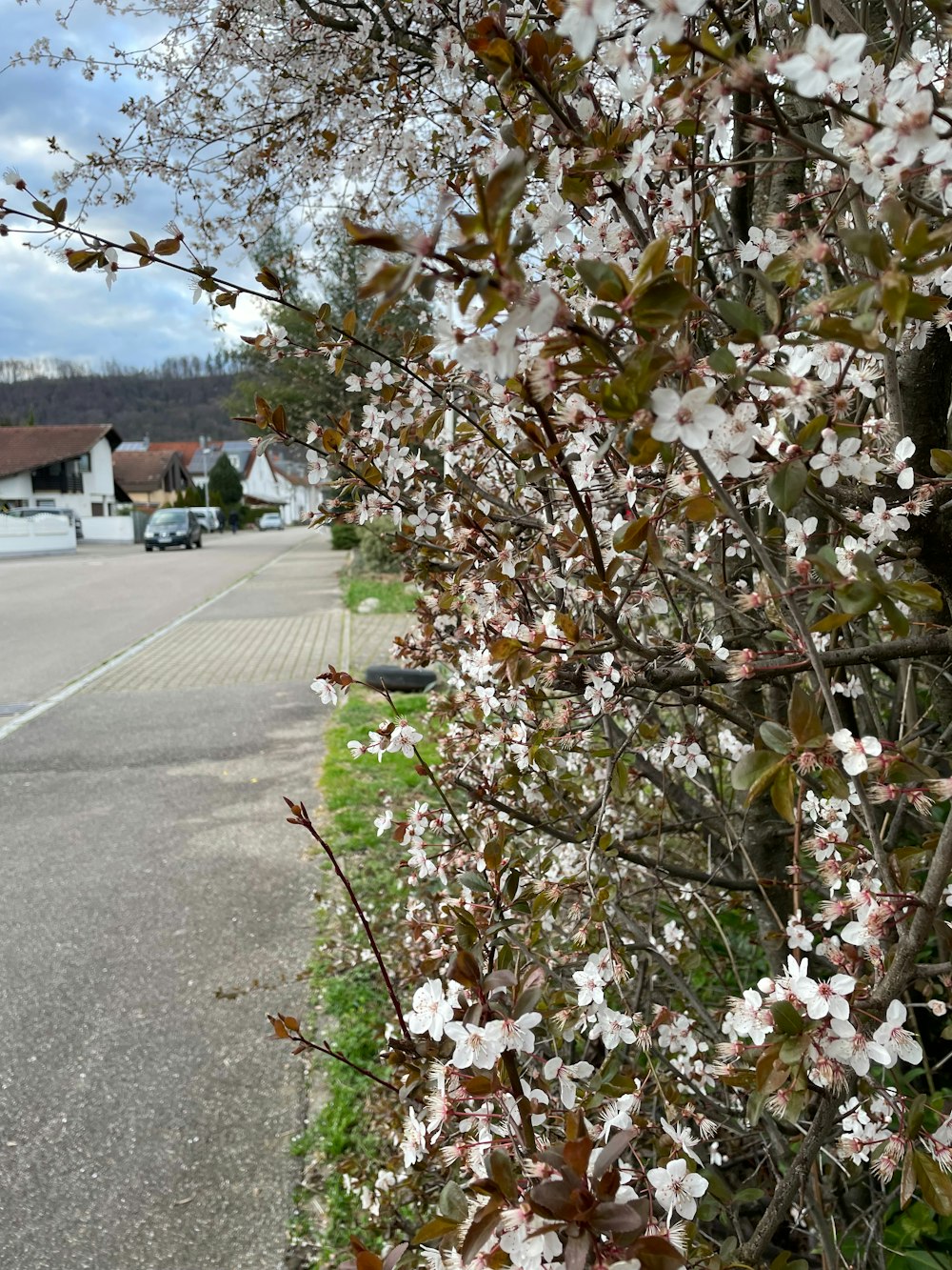 uma árvore com flores brancas ao lado de uma estrada