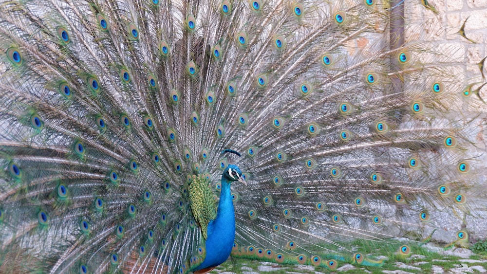 a peacock with its feathers spread out