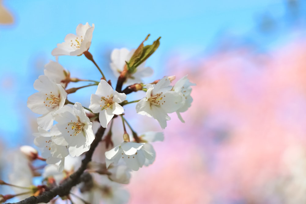 a branch of a tree with white flowers