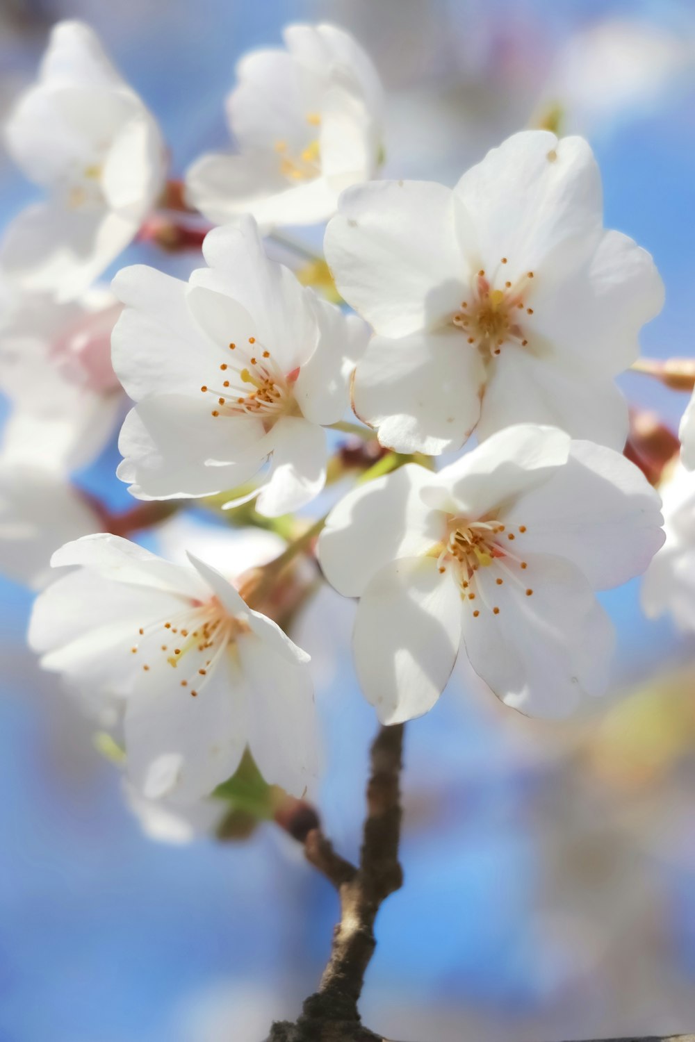 a close up of a white flower on a tree