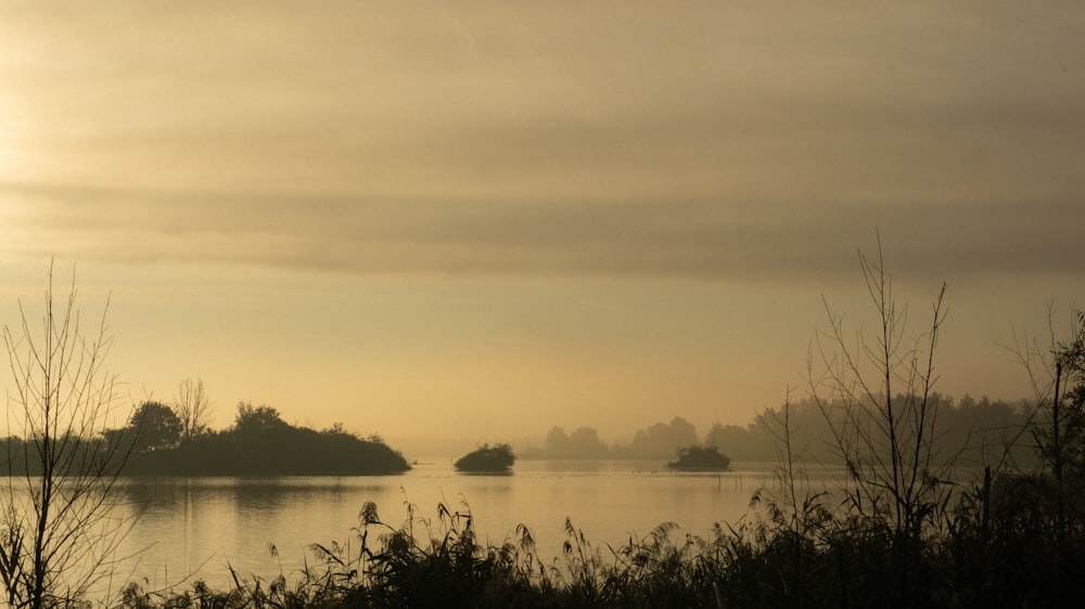 a body of water surrounded by trees and grass