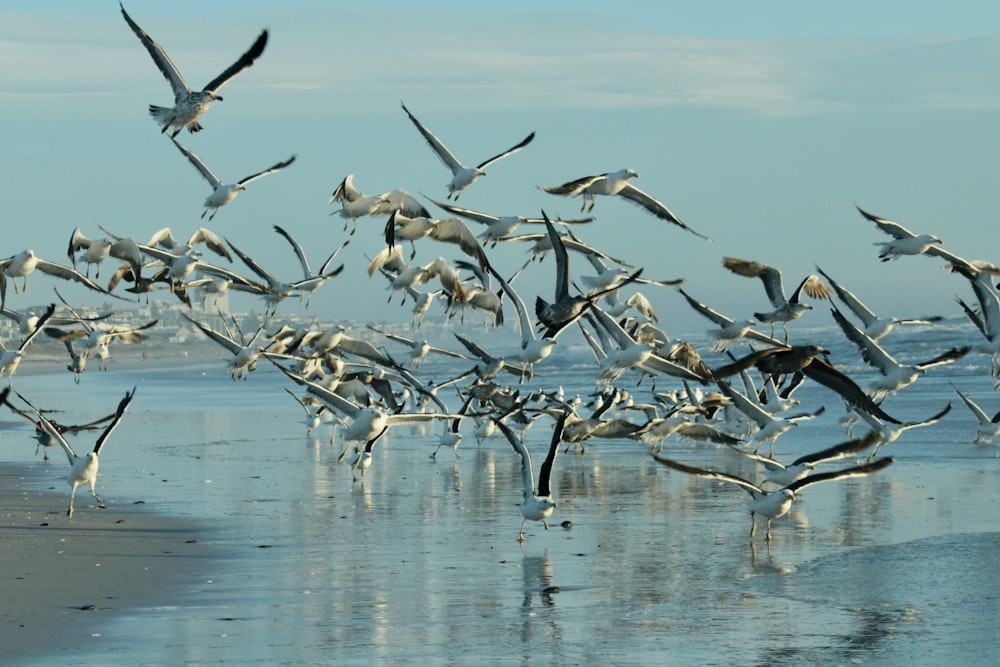 a flock of seagulls flying over a beach