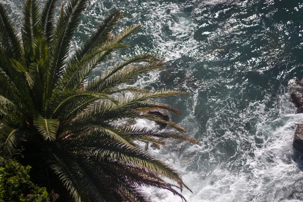 a palm tree next to a body of water