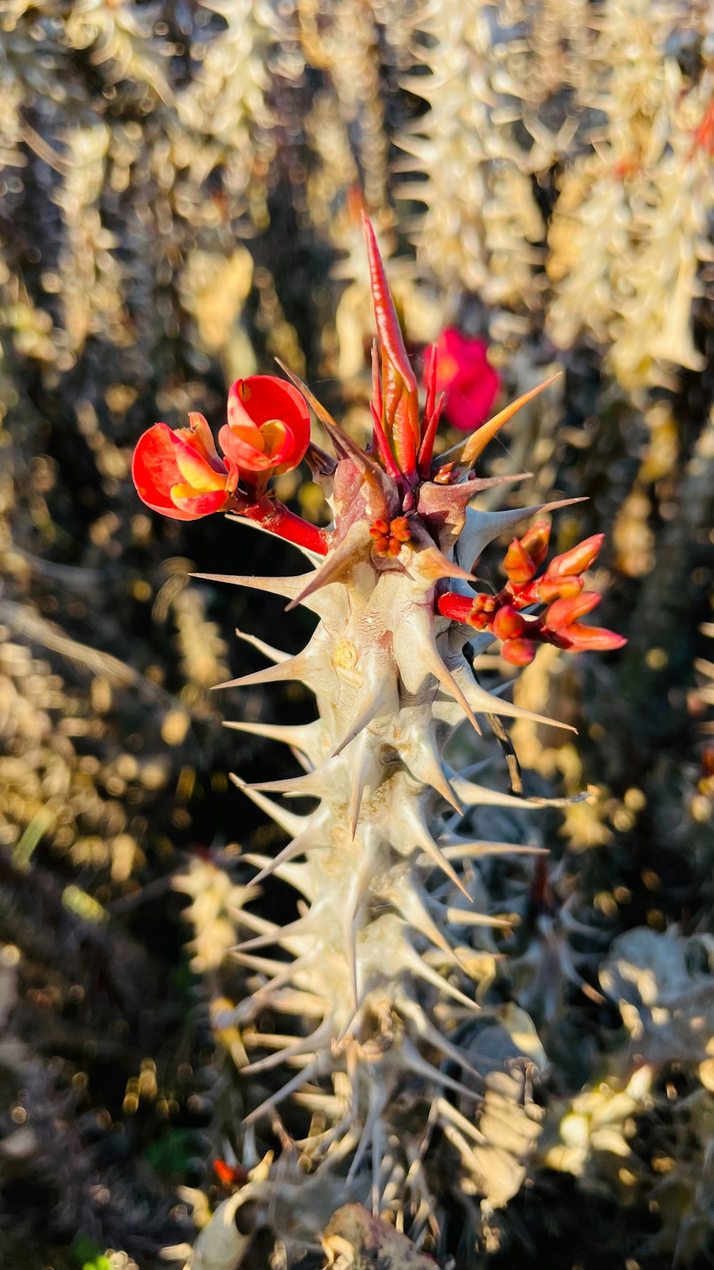 Un primer plano de una planta con flores rojas