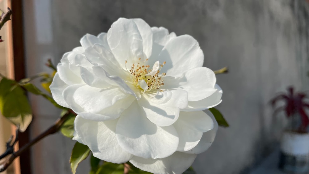 a large white flower sitting on top of a tree