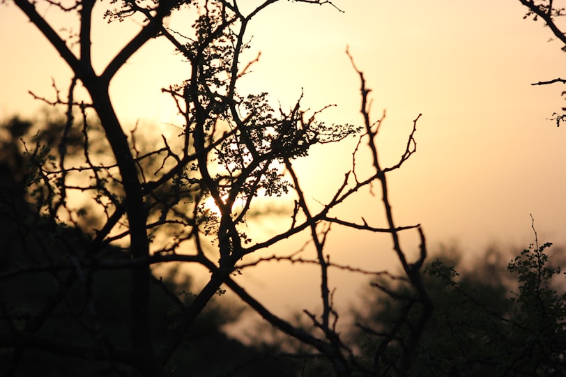 the sun is setting behind the branches of a tree