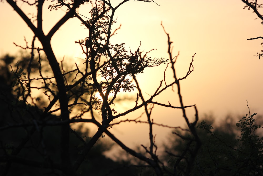 the sun is setting behind the branches of a tree