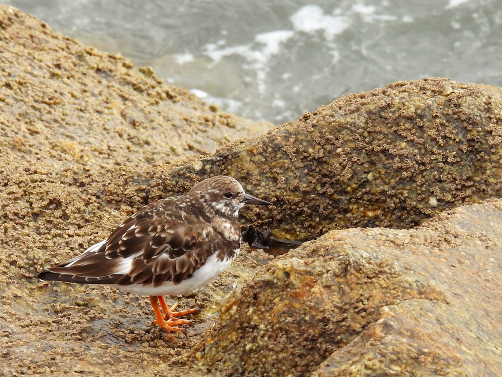 a small bird standing on a rock by the ocean