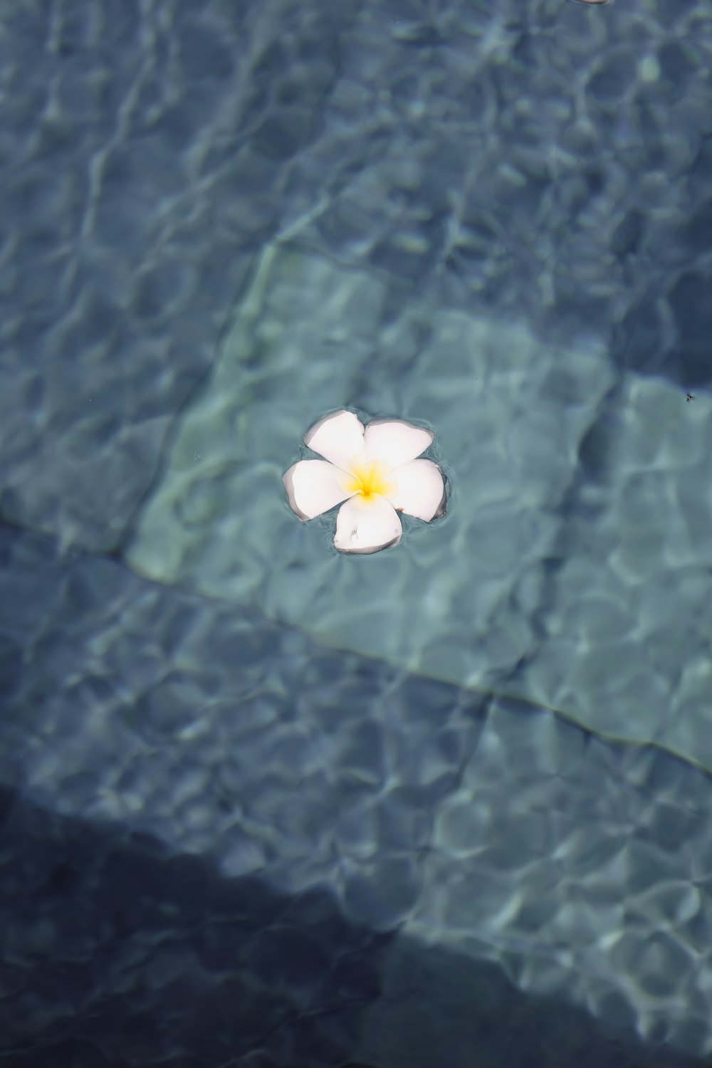 a white flower floating in a pool of water