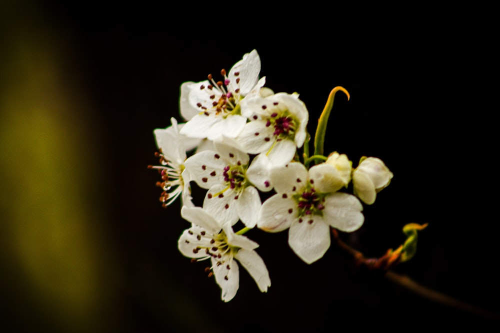 a close up of some white flowers on a branch