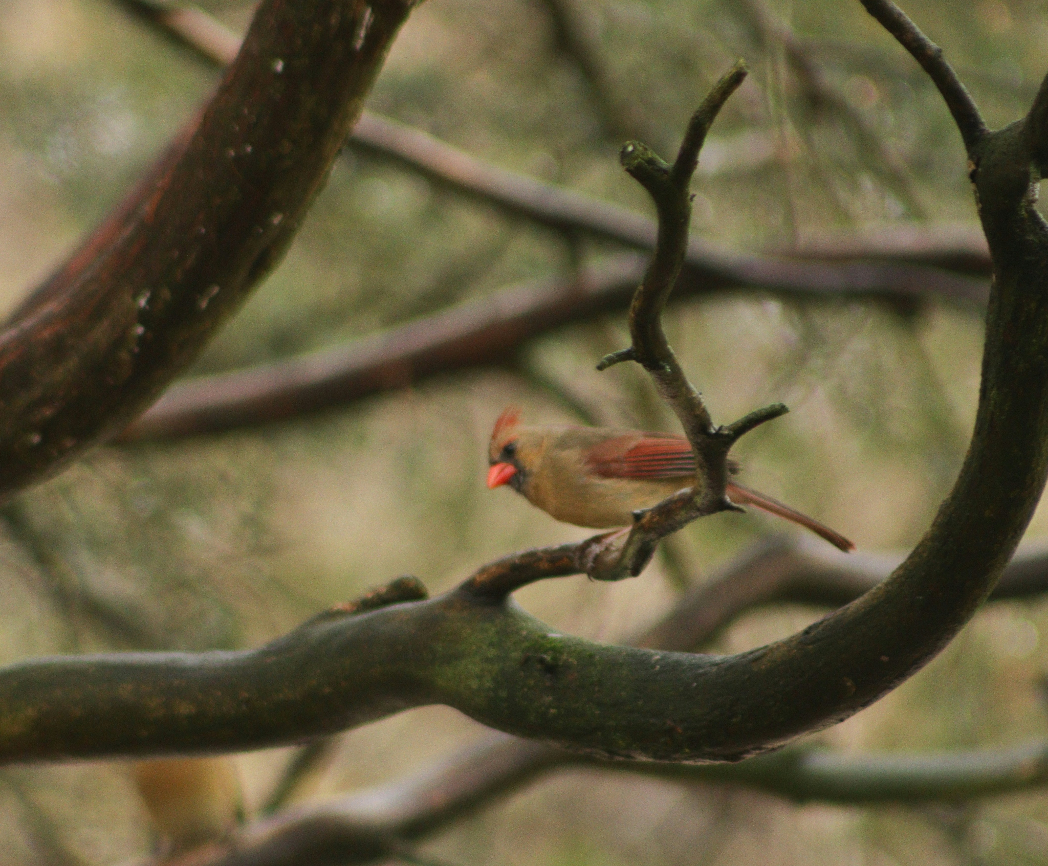 a small bird perched on a branch of a tree