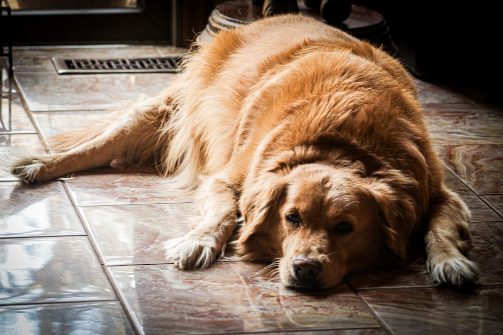 a large brown dog laying on top of a tiled floor