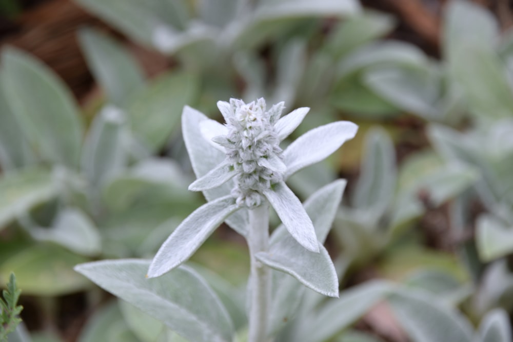 a close up of a white flower on a plant