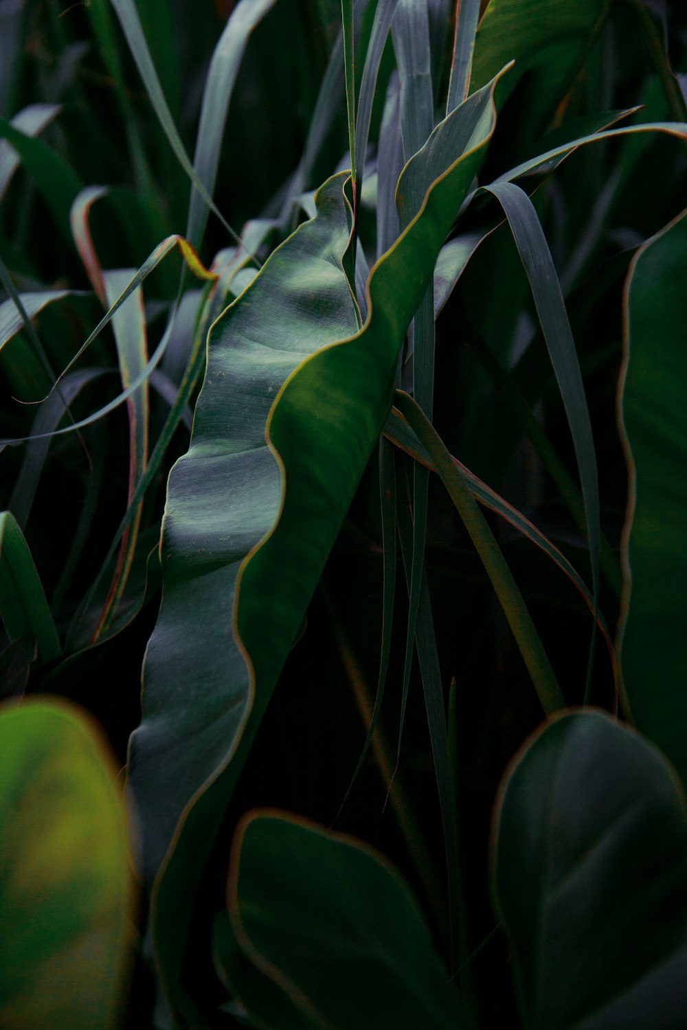 a close up of a plant with green leaves