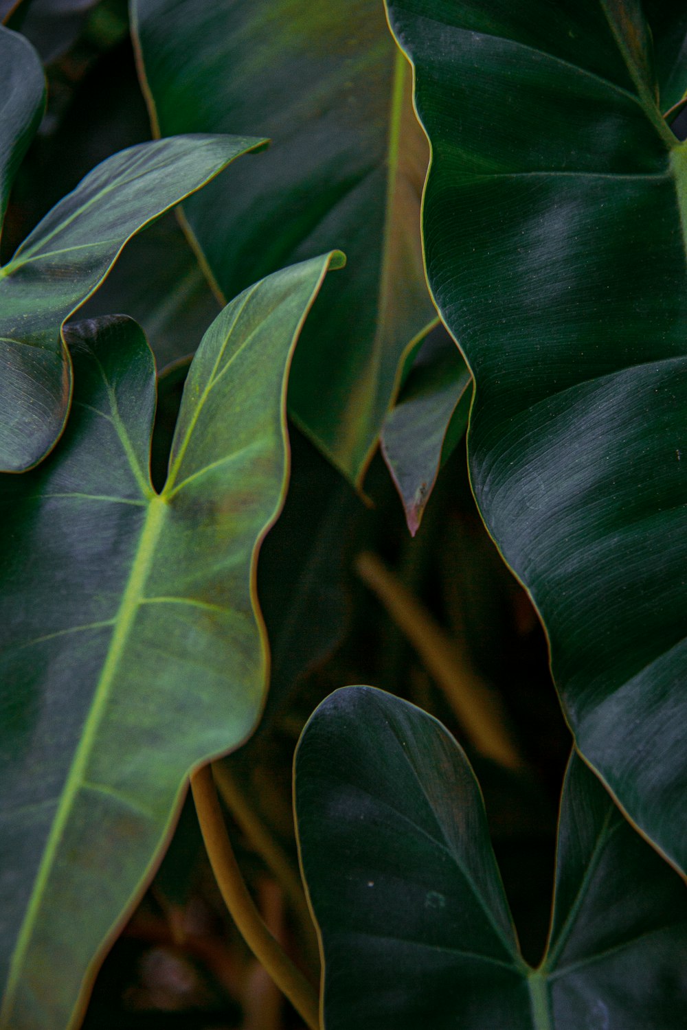 a close up of a green leafy plant