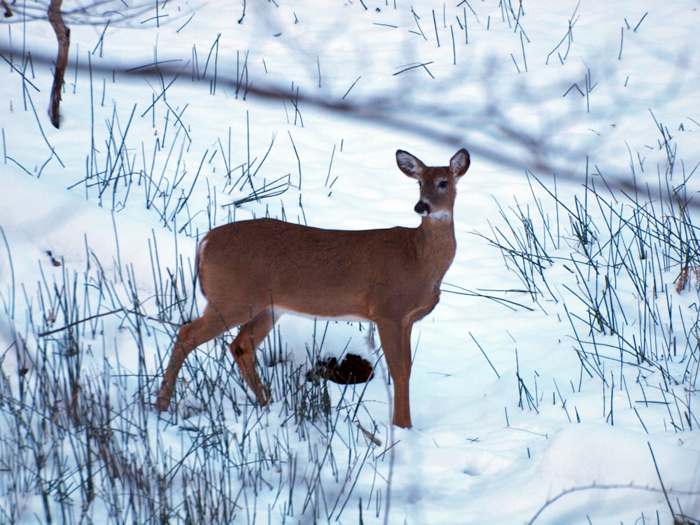 Un ciervo está parado en la nieve en el bosque
