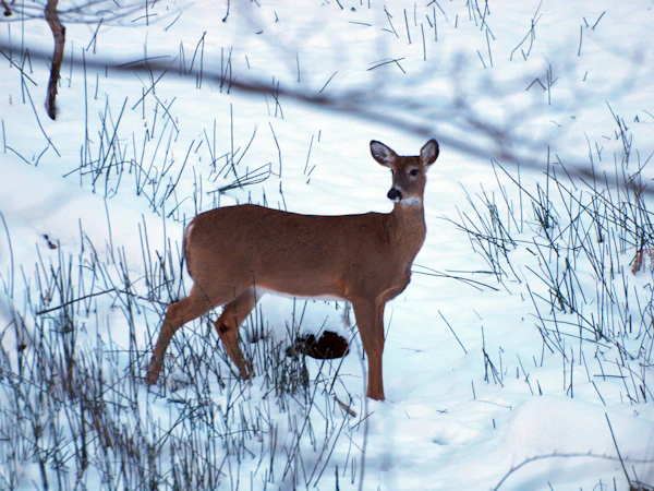 White-tailed deer in the snow